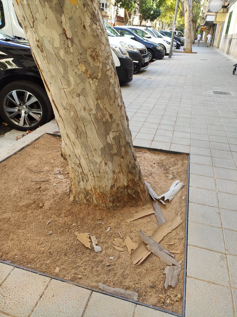 En esta época el plátano de sombra se desprende del ritidoma, tejidos muertos que conforman la parte exterior de la  corteza. Las placas desprendidas parecen pequeños lienzos artísticos de colores marrones, verdes y grisáceos.<a href="/ajuntpalma/">Ajuntament de Palma</a> <a href="/ntjdejardineria/">Fundació de la Jardineria i Paisatge</a> <a href="/BiodiBal_UIB/">biodibal.uib.ree</a>