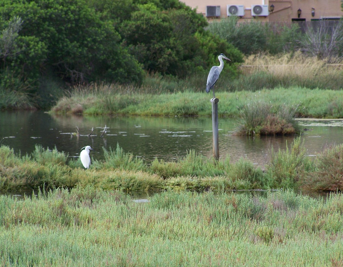 These are the birds seen this morning, the Grey Heron has already arrived :)