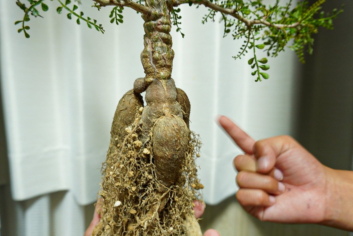 オペルクリカリア