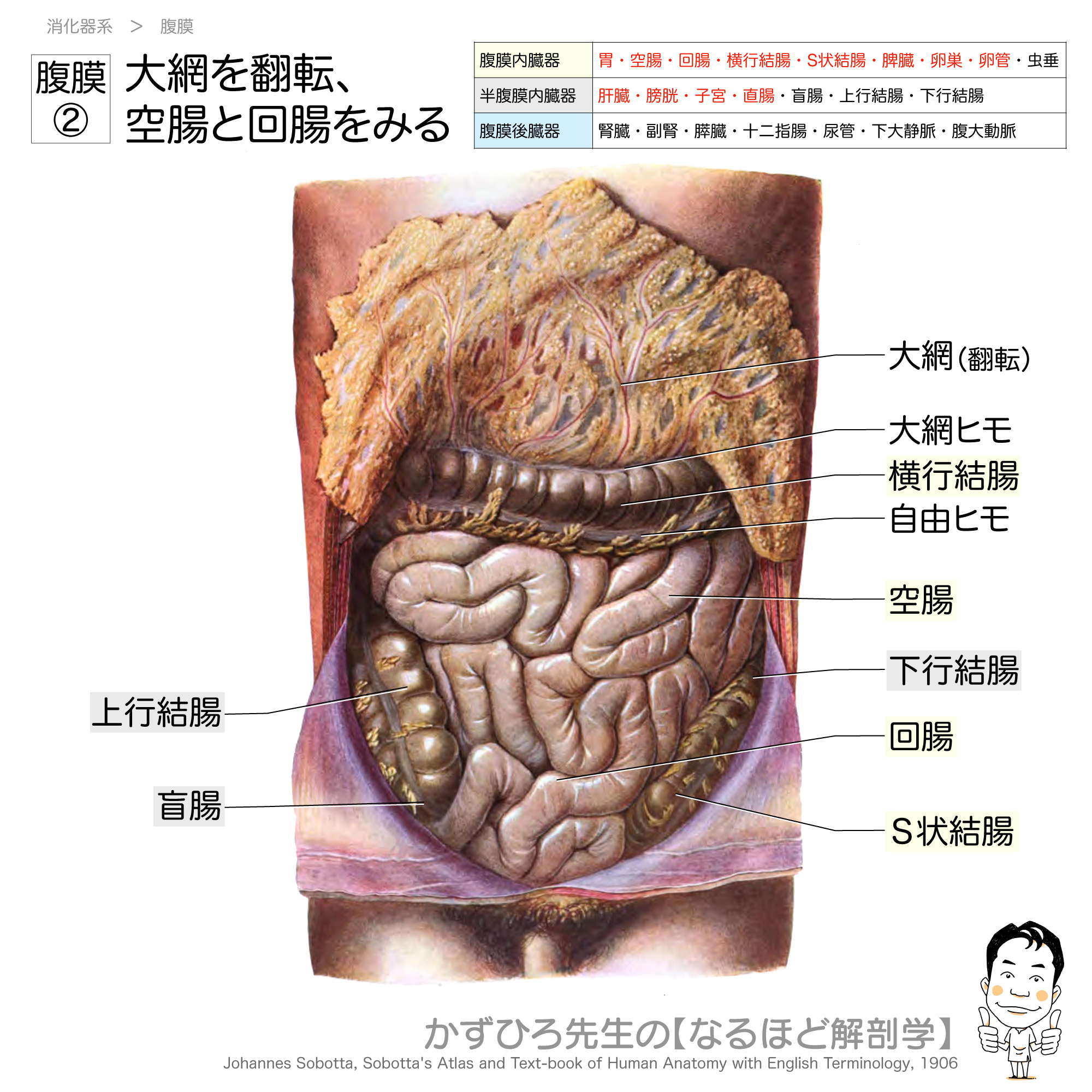黒澤一弘（かずひろ）解剖学IT教育・指圧師・ラダック on X
