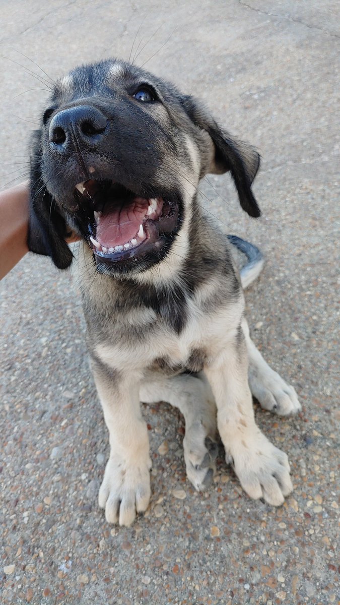 ConchiMz17's tweet photo. Lo han abandonado. Lo tenemos con agua y comida pero no podemos hacernos cargo de él. Es un cachorro parece que de mastín. Si sabéis de alguien que pueda estar interesado por favor que me escriba. Es muy cariñoso. Difusión porfavor 🙏🙏 https://t.co/TnBiRnB20g