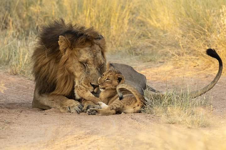 African Pride tweet media