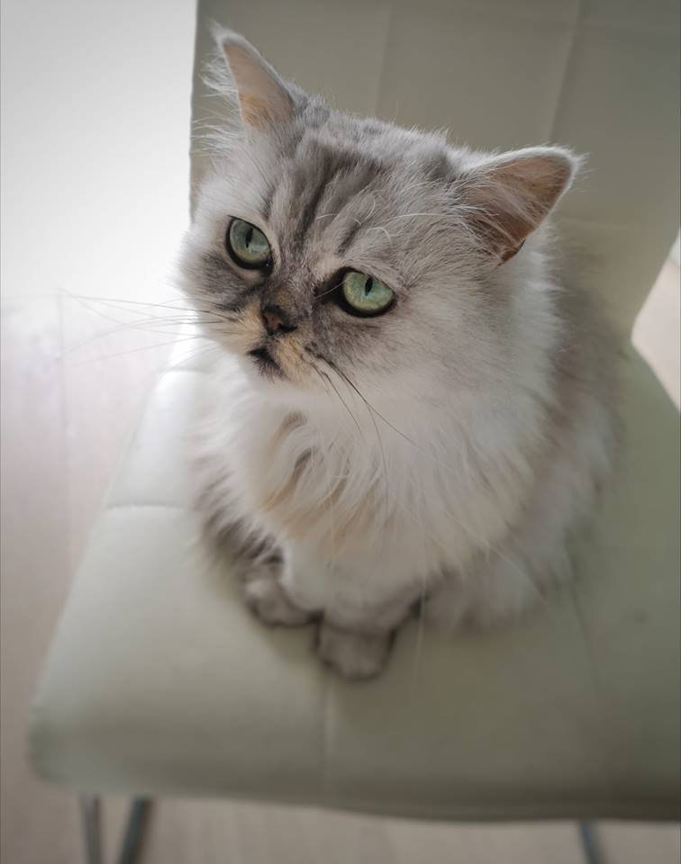 Autistic_Anne's tweet photo. I own two cats now!
My sweet and cute Pleuntje (12 years old), and my sweet and slightly naughty Gijsje (4 months old). They bring me so much joy.❤️ https://t.co/ICTKVN3uWA