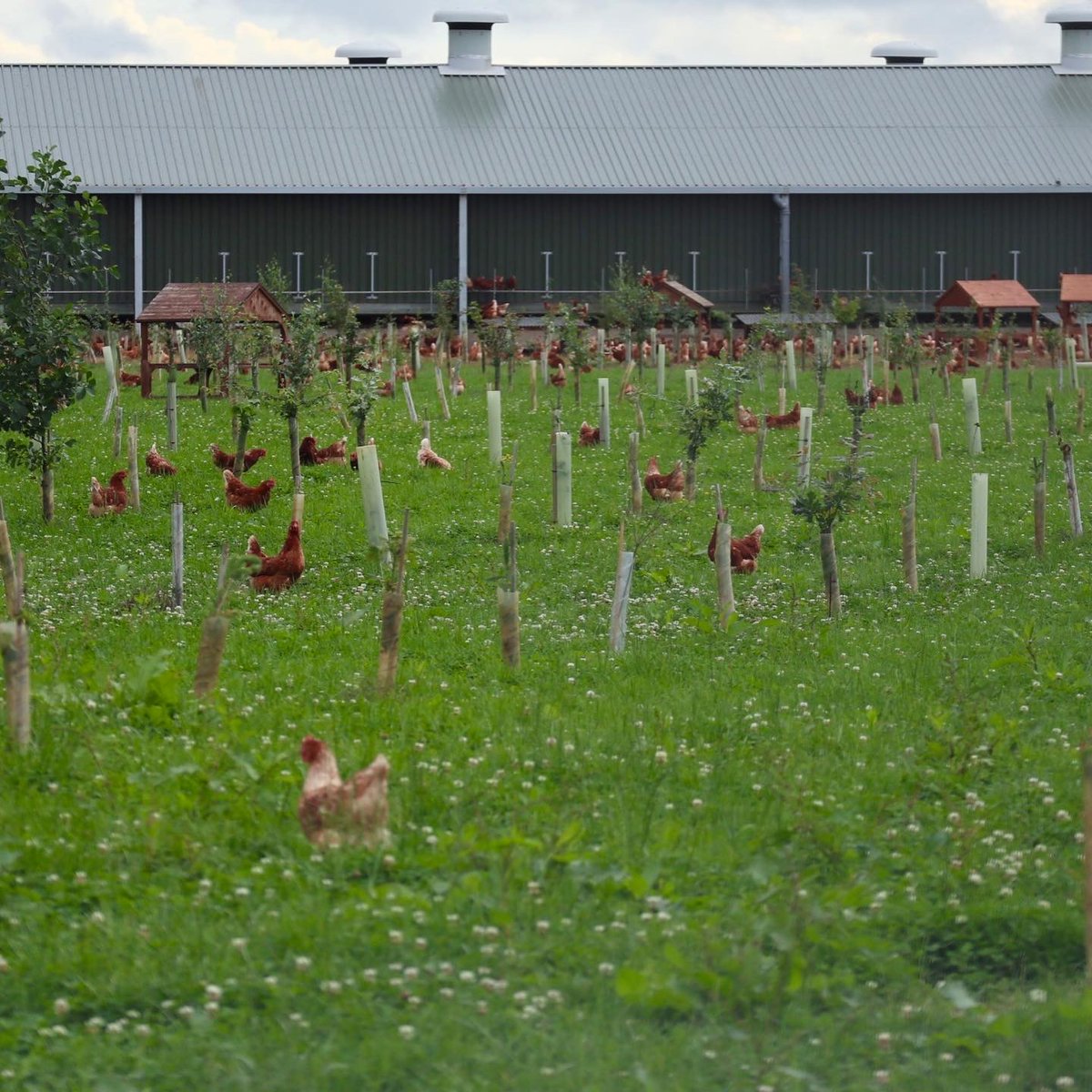 SallyFarms's tweet photo. We are so proud of our TREE PLANTING at Sally Farm We have planted over 10,000 New trees, this is not to replace any, brand new trees. Many many more to go in @WoodlandTrust We 'WOOD" love you to come and visit us, to show you everything about the farm. Everyone Is Welcome. https://t.co/wlmFkZoBMn