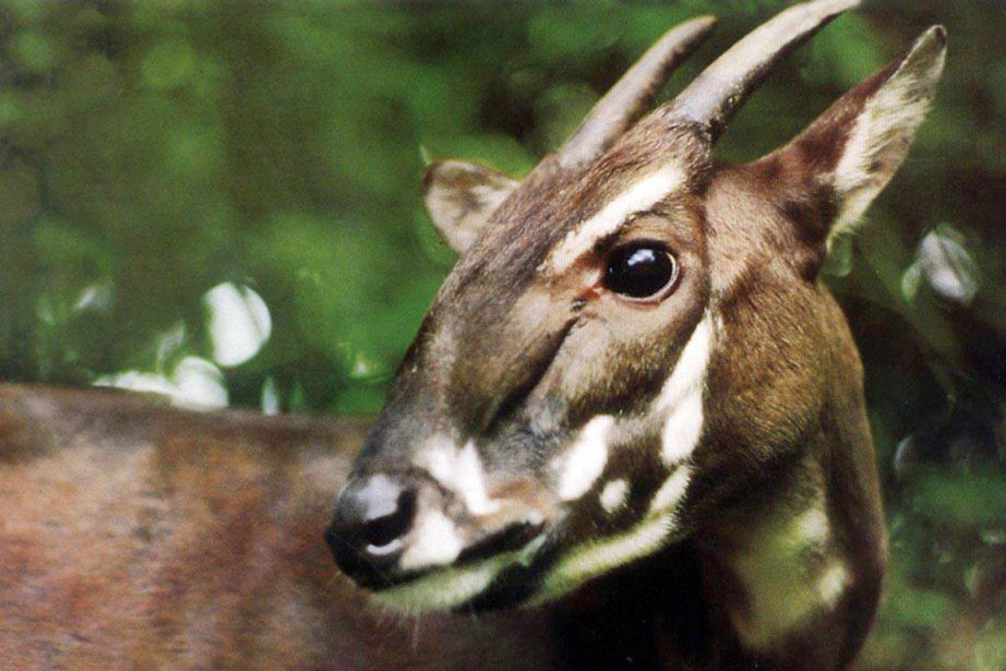Viksou_'s tweet photo. Le saola est un des animaux les plus rares au monde.

Il n’a été découvert qu’en 1992 au Vietnam et n’a jamais été observé vivant par les scientifiques.

Il est aujourd’hui classé « en danger critique d’extinction », notamment à cause de la chasse. https://t.co/K5KTwCZWKW