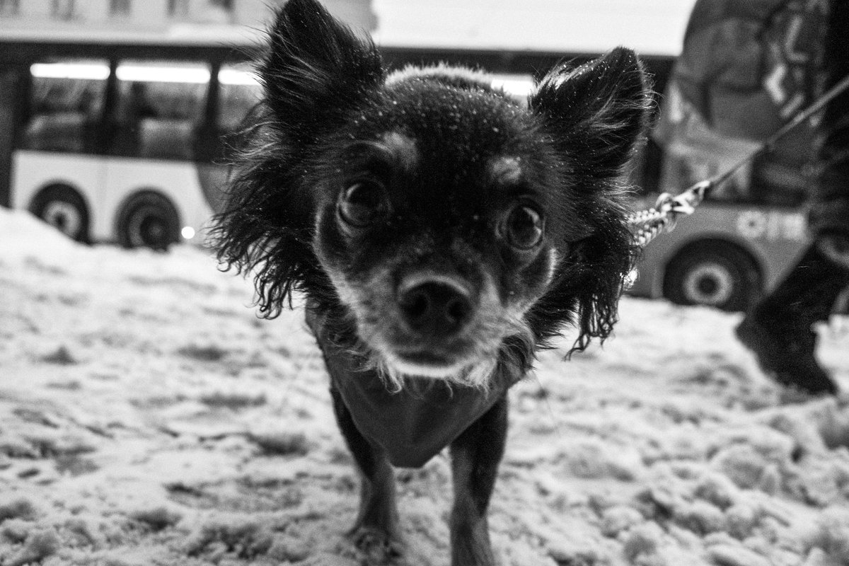 RT @theTattooMack: Snow Dog - Helsinki

#streetphoto #streetphotography #bnwphotography #blackandwhitephoto https://t.co/FoRbNVzRfj