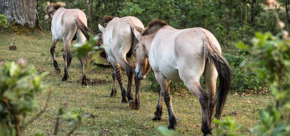 MuseoEvoluciónHumana tweet media