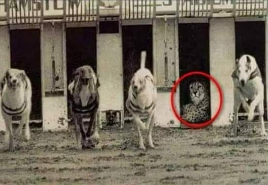 TaufikDamas's tweet photo. Untuk mengetahui kekuatan dan kecepatan seekor macan tutul, perlombaan digelar. Macan tutul diadu dengan anjing-anjing. Anehnya, setelah wasit memberikan aba-aba untuk berpacu, macan tutul diam saja: tidak ikut berpacu. https://t.co/Nd10syMCXr