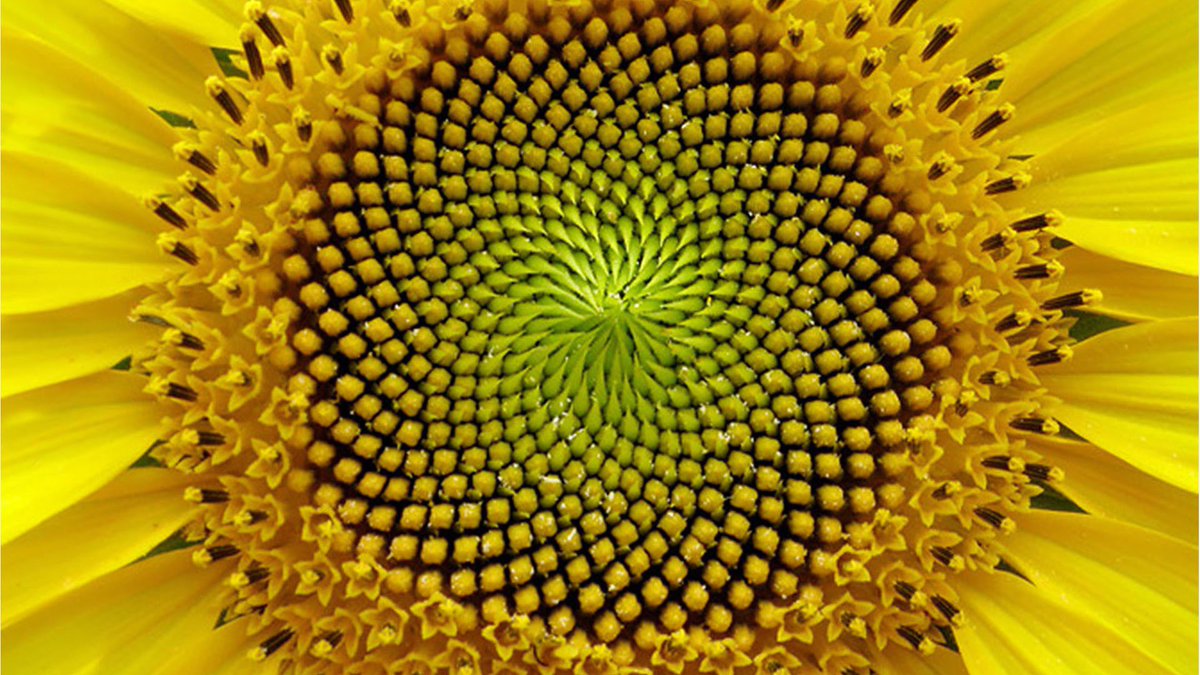 Fibonacci in natura...
#ilovemath