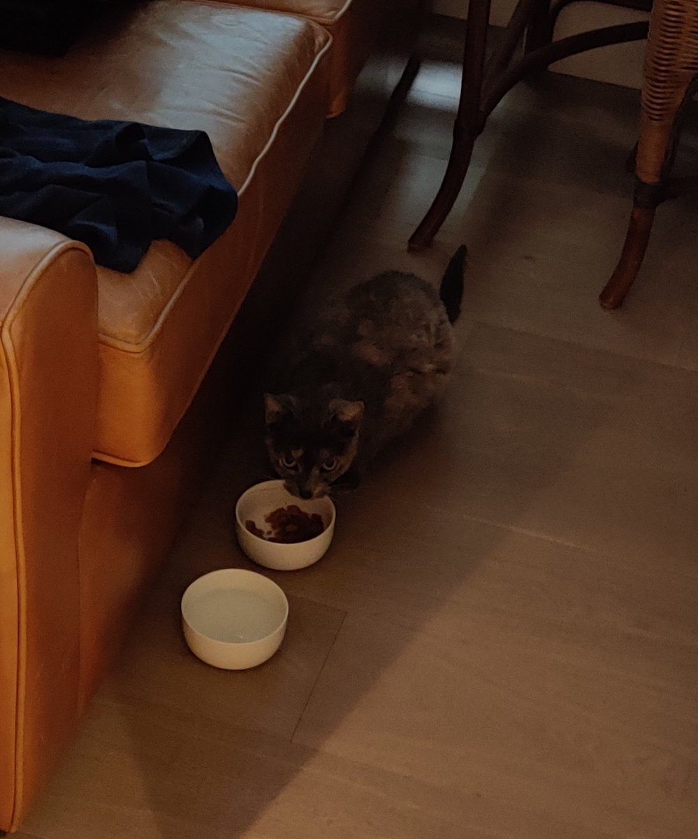 He's gradually been tempted from behind the sofa. Proper fox-like suspicious no-shit London look to him. If you're in North London and can't find your cat, I might have him.