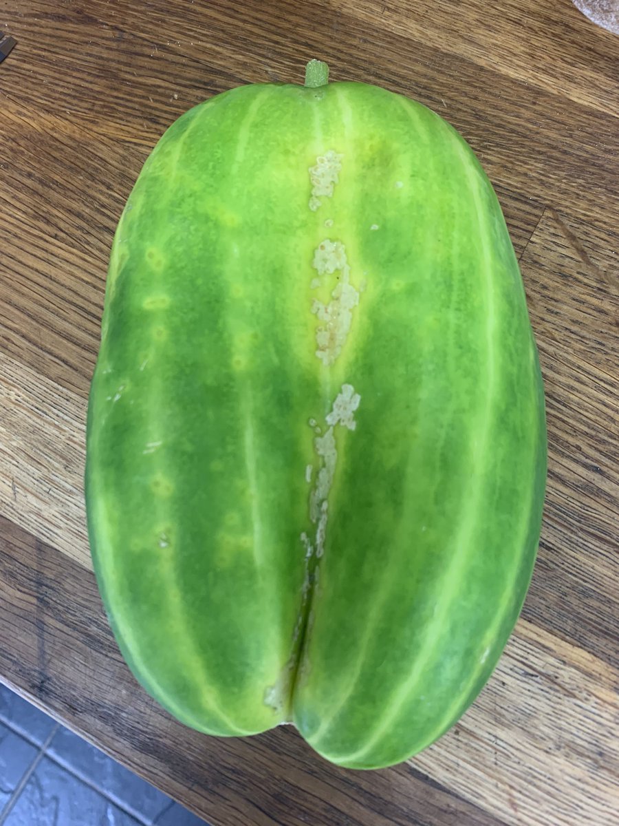 truffletruffle's tweet photo. @MarkThorGod Must be the year for it !!   here are my twin cucumbers. I’ve grown them for decades but never had a joined pair …. ! https://t.co/5Sze42ZgEA