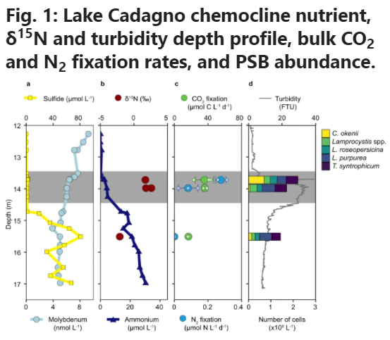 NatureComms's tweet photo. Purple sulfur bacteria can fix N2 using Mo-nitrogenase in a low-Mo Proterozoic-ocean analogue, providing clues for how this physiology paved the way for life on early Earth @BiogeoMPIBremen @MarineMicrobio @EawagResearch @supsi_ch https://t.co/93iEZ2Ar0x