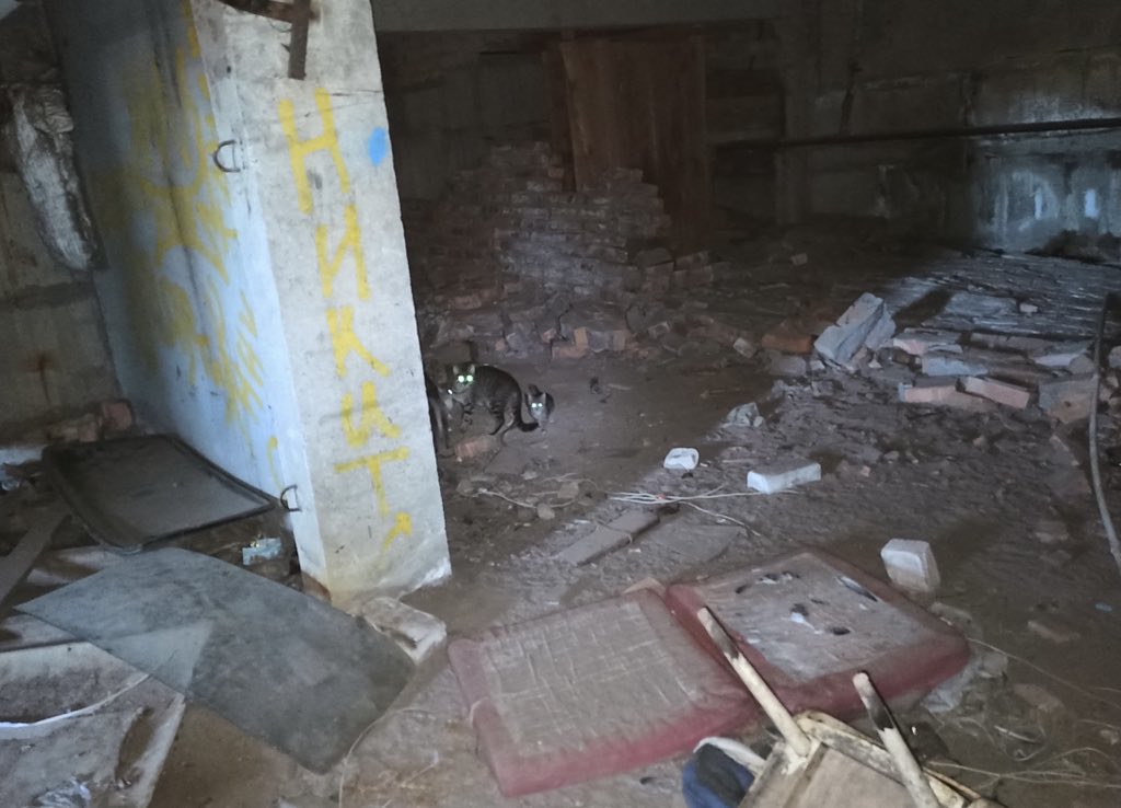 Forgotten Animals tweet media