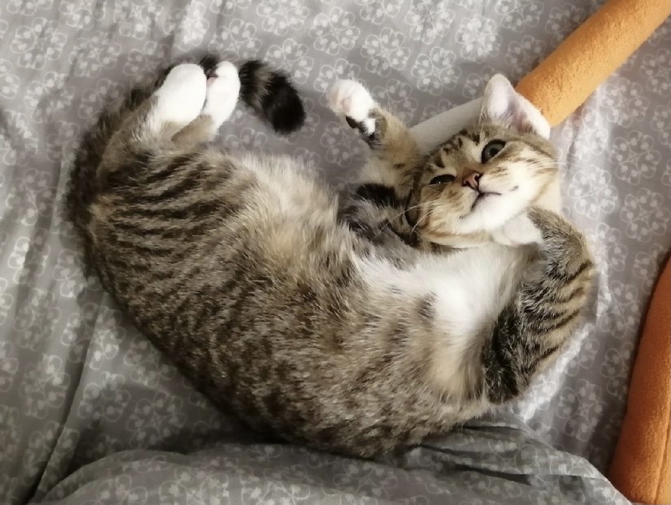 Forgotten Animals tweet media