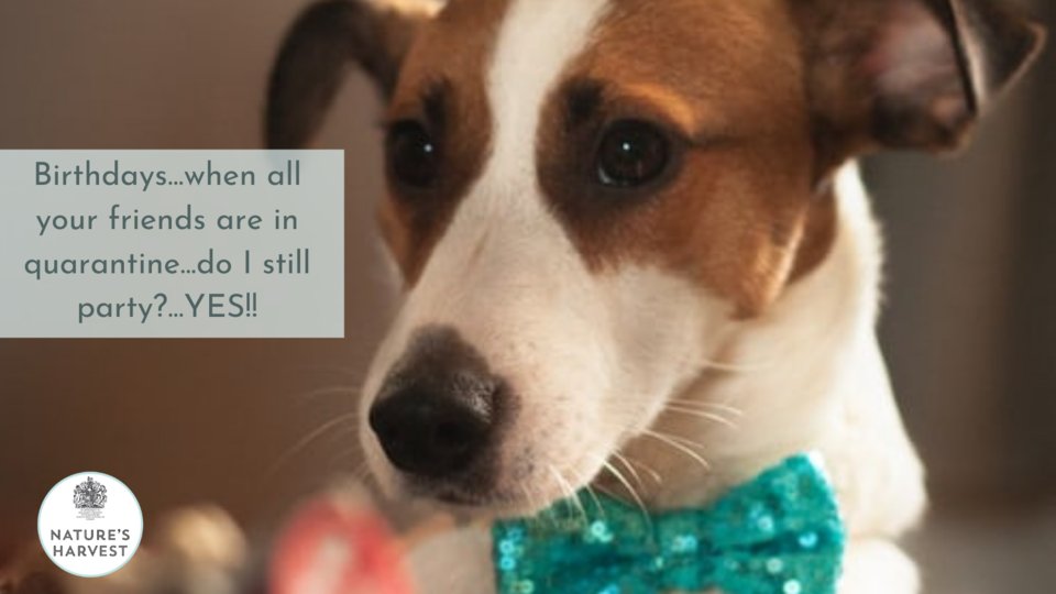 NHPetfood's tweet photo. Birthday's have changed a bit since COVID but life is for living and we feel that everyone deserves to celebrate their birthday. Don't you? 🐶🎂
#dogmeme #funnydogs #dogsotwitter #dogs #dogoftheday #twitterdaily #instadog #happydog #lovinglife #adogslife #dogsinsummer https://t.co/awr3e0JfGV