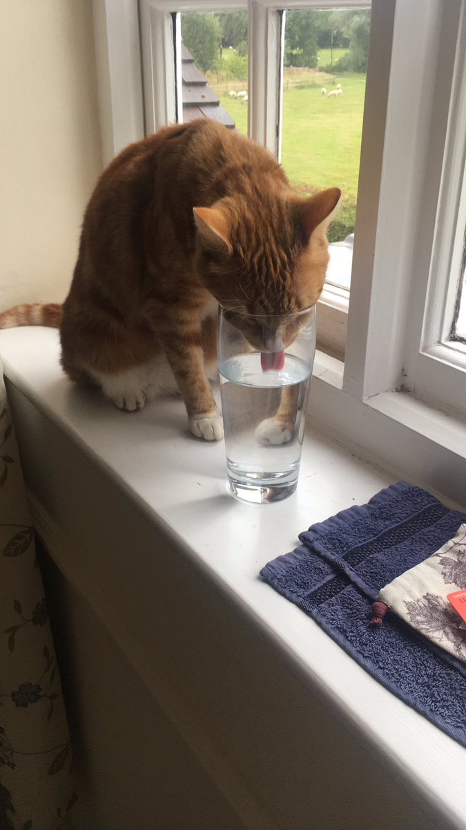 louhaley's tweet photo. Soooo much tastier than my water bowl!! π #Colin2 https://t.co/oBjsZ95YeC