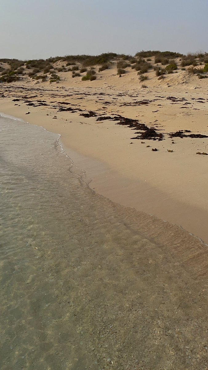 defooo88's tweet photo. شواطئ  #غابة_القندل في #جزيرة_فرسان
😍🤍🌅🌊🌴 

تصوير : البرنس 📸🎥
#سناب_شات
https://t.co/b537f8EztX https://t.co/h2gECfoOCg