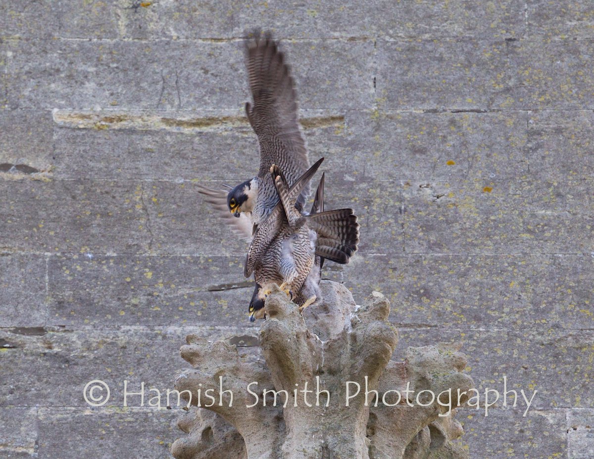 BathPeregrines's tweet photo. Bath Peregrines' tiercel AA has been recovered dead from a building roof in Bath. Ringed with Blue Ring AA [the first of the project] by @eddrewitt on @stjohnsrcbathuk in 2007, T-AA assisted with chick rearing in 2008 and stayed on as the breeding male until 2020. @Hawkandowluk https://t.co/rmzdObUzSh