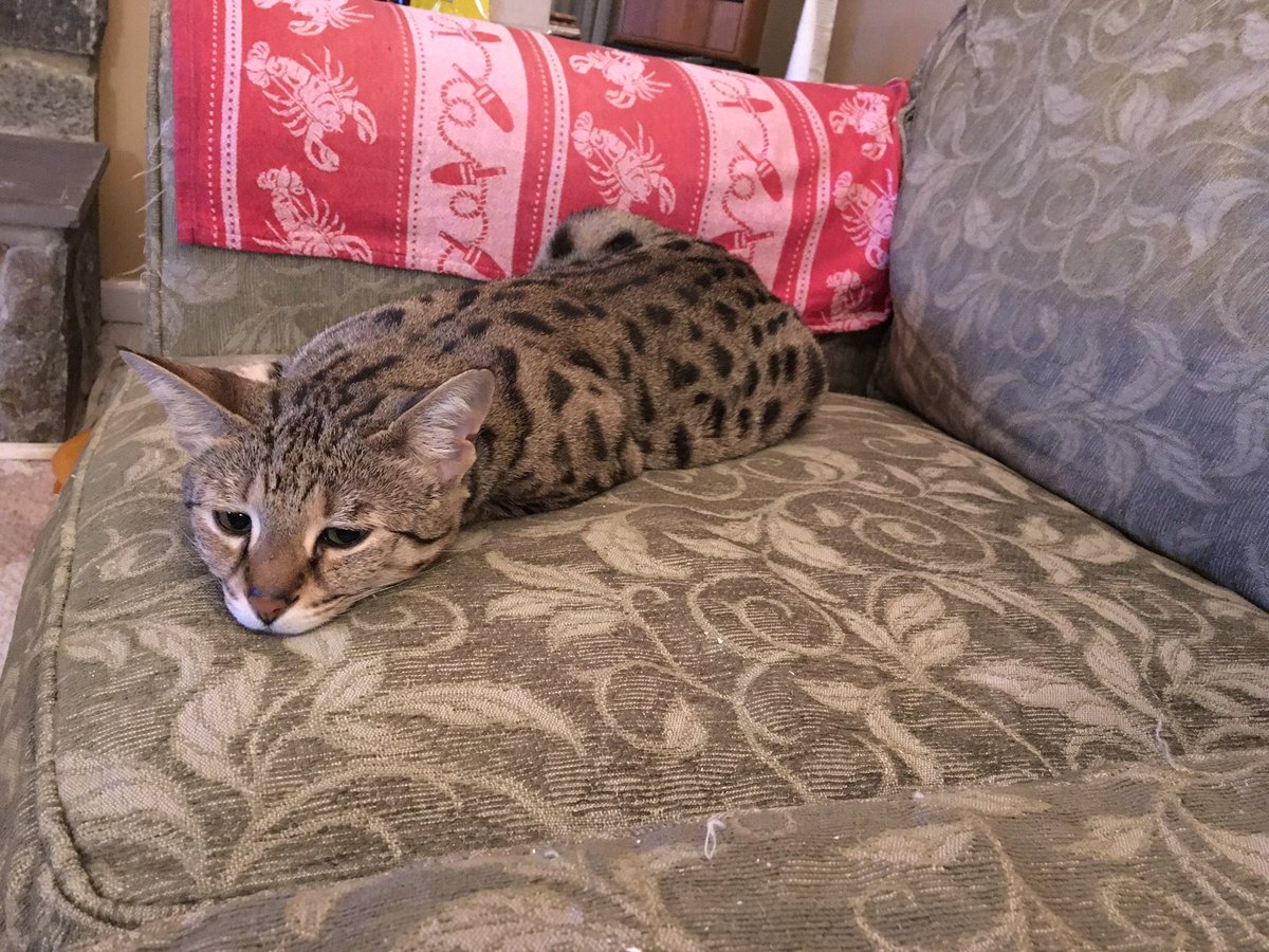 NatsRallyCat's tweet image. Monday….  #KittyLoafMonday 
Today’s menu: raisin challah loaf, well baked. I’m on my way.
Before and almost done 🐾❤️🐾 #CatsOfTwitter