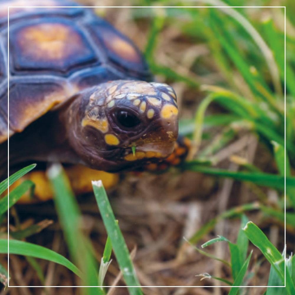 JimmysFarmMag's tweet photo. Red-footed tortoises originate in South America and live on a vegetarian diet. They have a bumpy, concave shell and have 15 to 20 teeth either side of their jaw – perfect for chomping!
What is your favourite type of tortoise?
#farmlife#farmanimals #dayatthefarm https://t.co/Jlr9FFtwoB