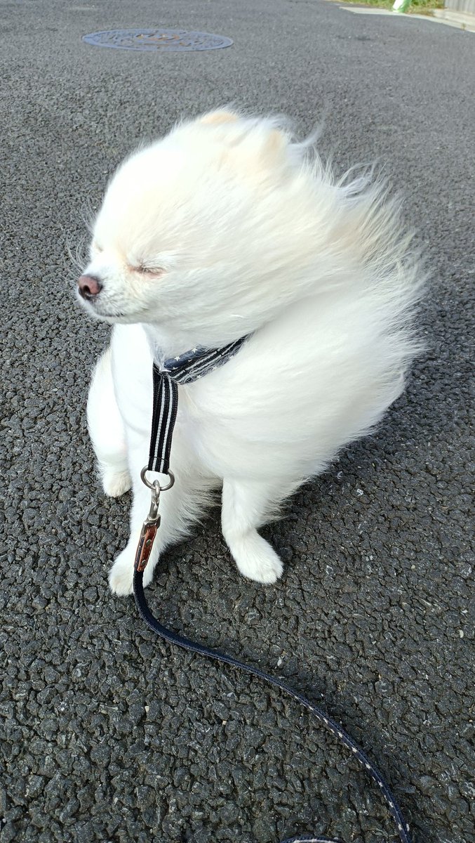 散歩中 強風に吹かれた犬 顔がtmrの西川貴教みたいに 神々しい ホットリミットが脳内再生された まいどなニュース