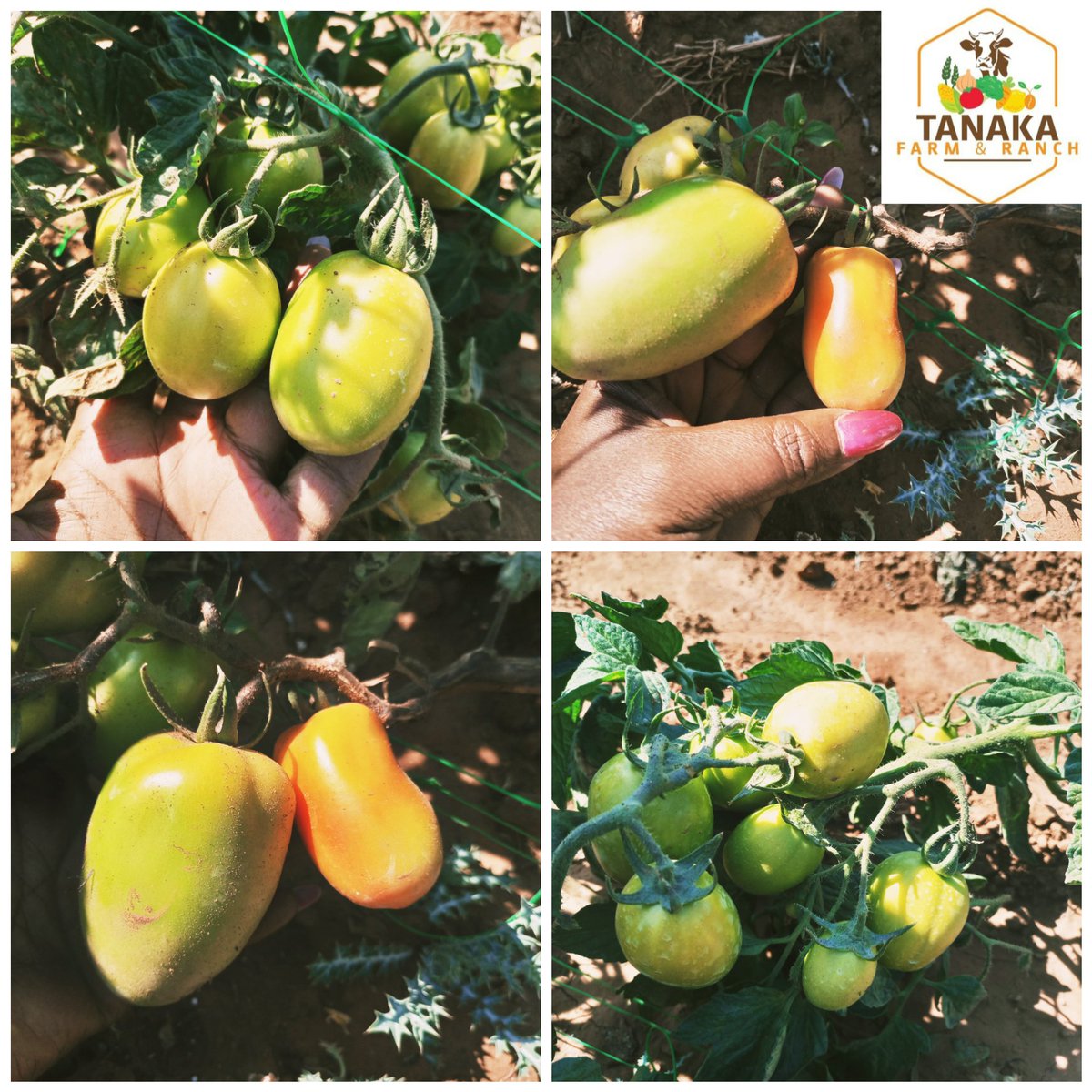 Jam tomato - do you know that there is a market that just loves jam tomato?

I asked a marketeer what the secret was in the jam tomato. She said they are fleshy, thicker soup &amp; shelf life is long.
Varieties include:
Rio grande
Htx 14 F1
Pietrarossa
Chibli (blocky round)

#farming