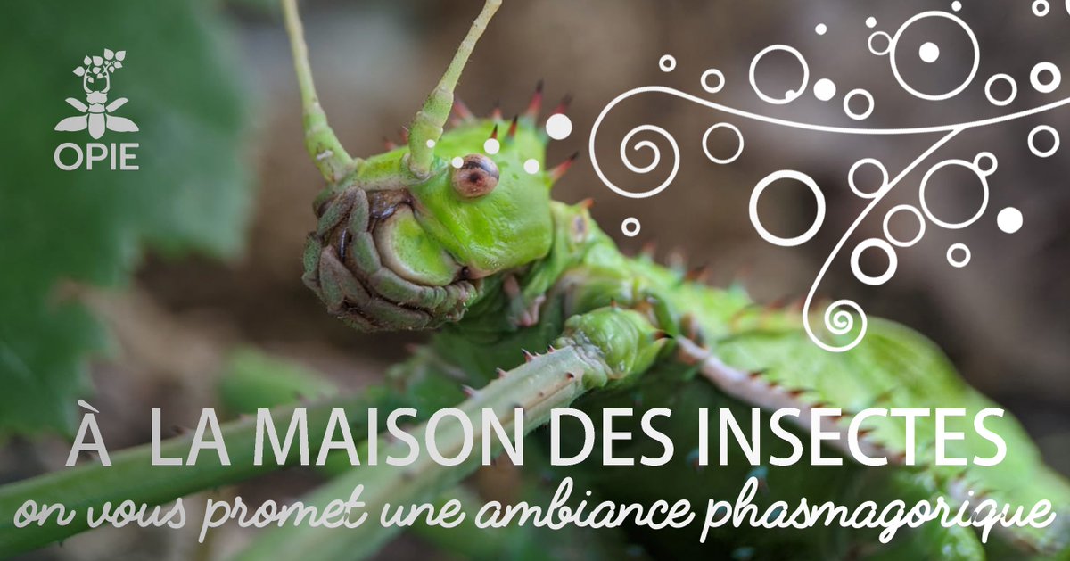 Quel est votre planning de la semaine?🤔
💭 De leur côté, nos animateurs vous ont préparé un cocktail d'activités
🏖️ Au programme : rallye #nature, découverte des #insectes mimétiques, tout sur les Membracides, ateliers élevage de phasmes, à la recherche de l'insecte disparu !
