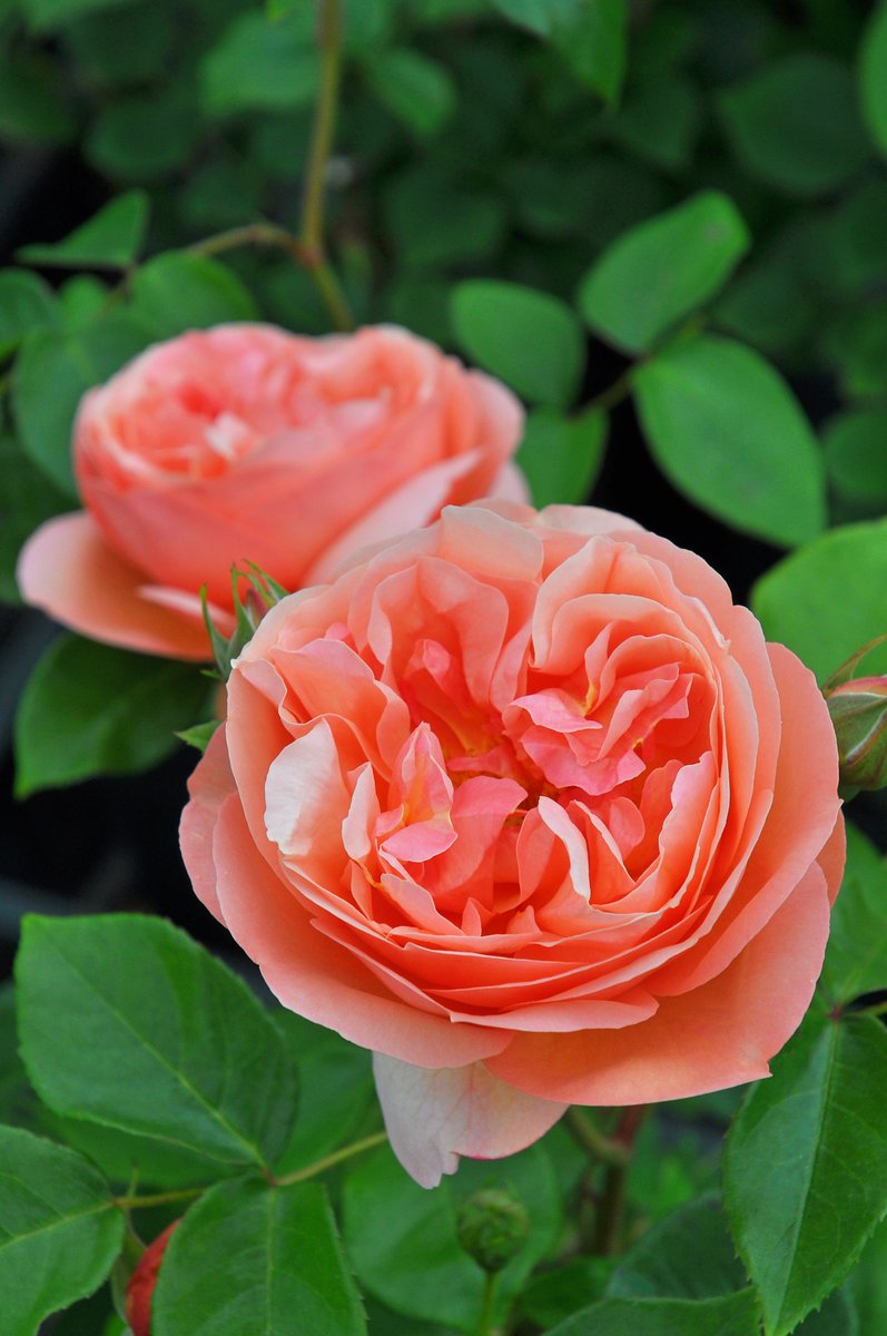 バラの家 公式本店 Rosa Orientis Rosa Orientis Twitter バラの家 公式本店 Rosa Orientis Rosa Orientis Twitter