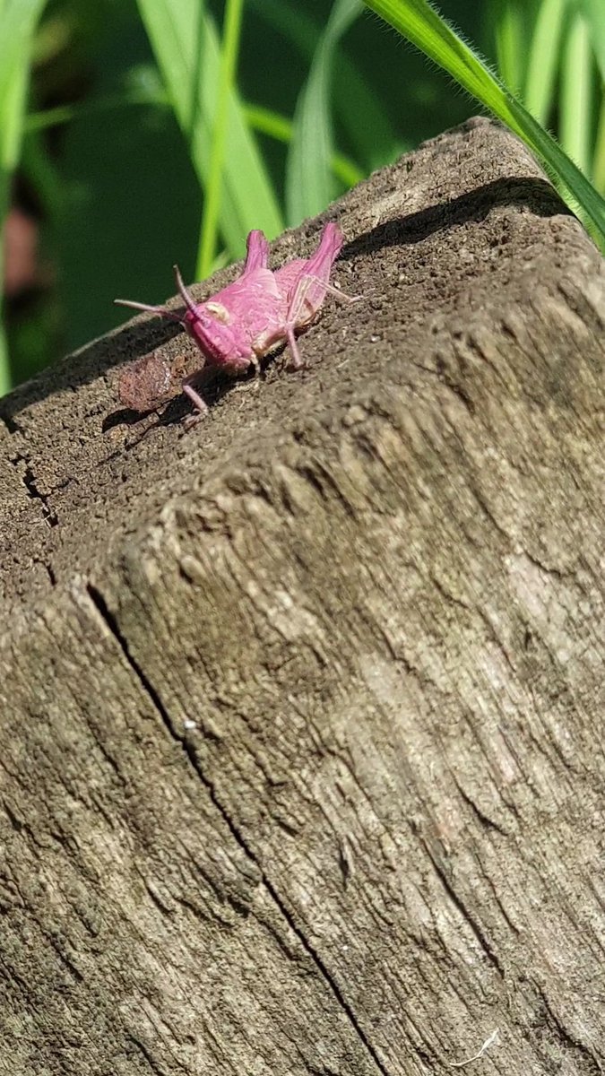 smith20_lisa's tweet photo. @WildlifeTrusts I came across this one at my lottie on the 17th July, first time I've ever seen one. I've entered the photo into the National Allotment Society photo competition 🤞 #pinkgrasshopper #allotmentlife https://t.co/LZ7zhkY2Y7
