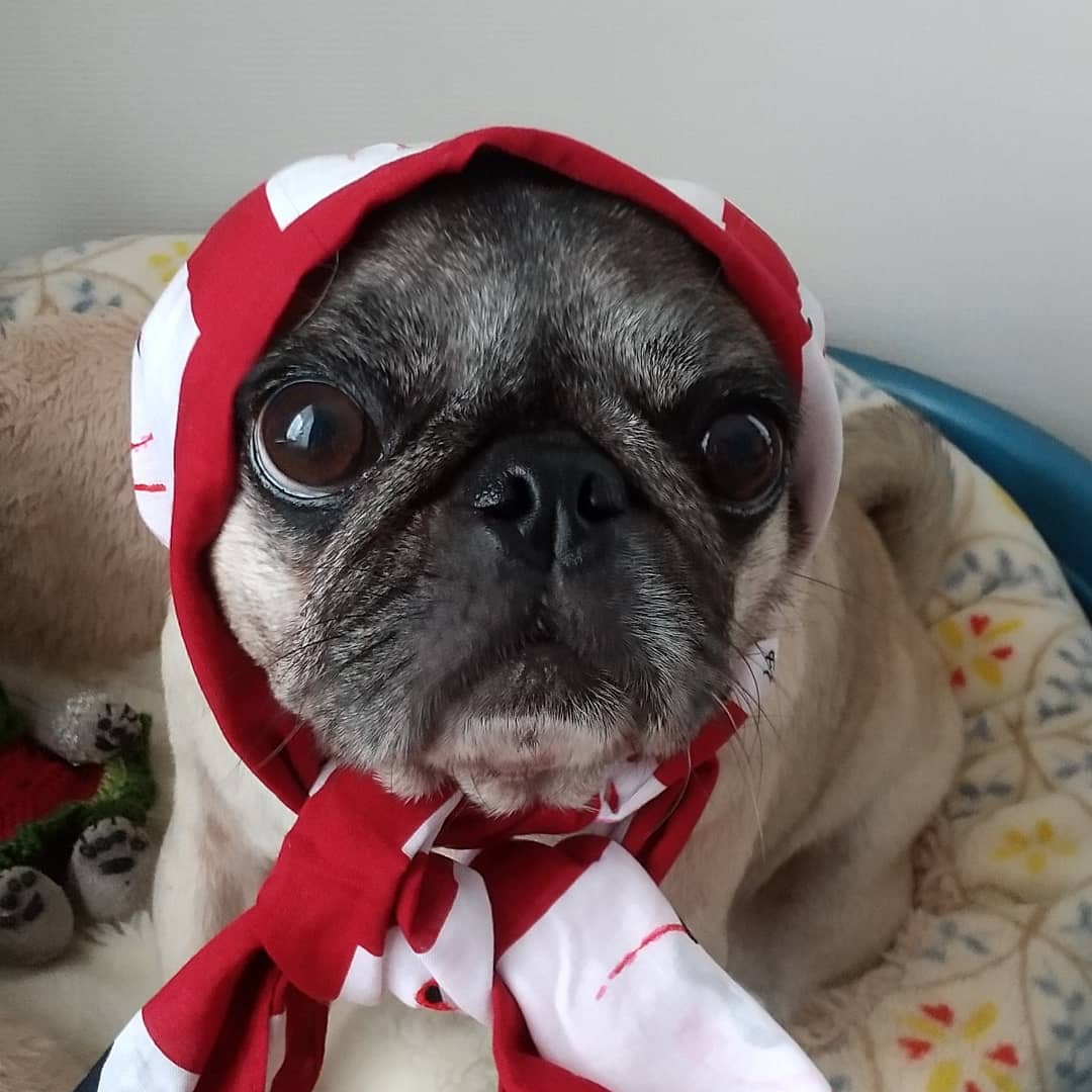 tenten10161's tweet photo. パグの日🌅おめでとう🎉
#89の日
#パグの日 
#pugday 
#89day https://t.co/61Sgb2vrvz