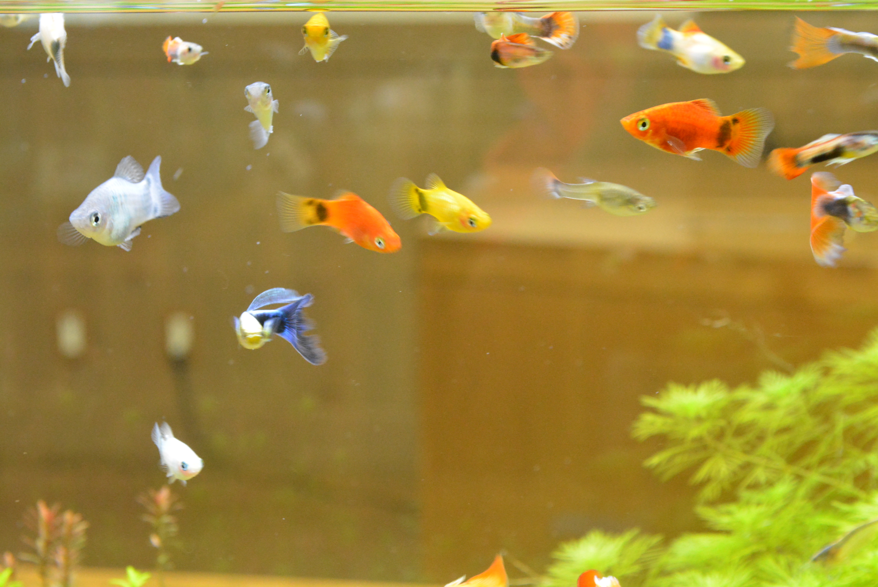 Twitter 上的 国営アルプスあづみの公園 堀金 穂高地区 ただいま あづみの学校理科教室では 夏休み特別展示 かわいいメダカと金魚 ちゃん を開催中 8 22 です お馴染みの金魚を始め 様々な種類のメダカをご覧頂けます 国営アルプスあづみの公園 安曇野