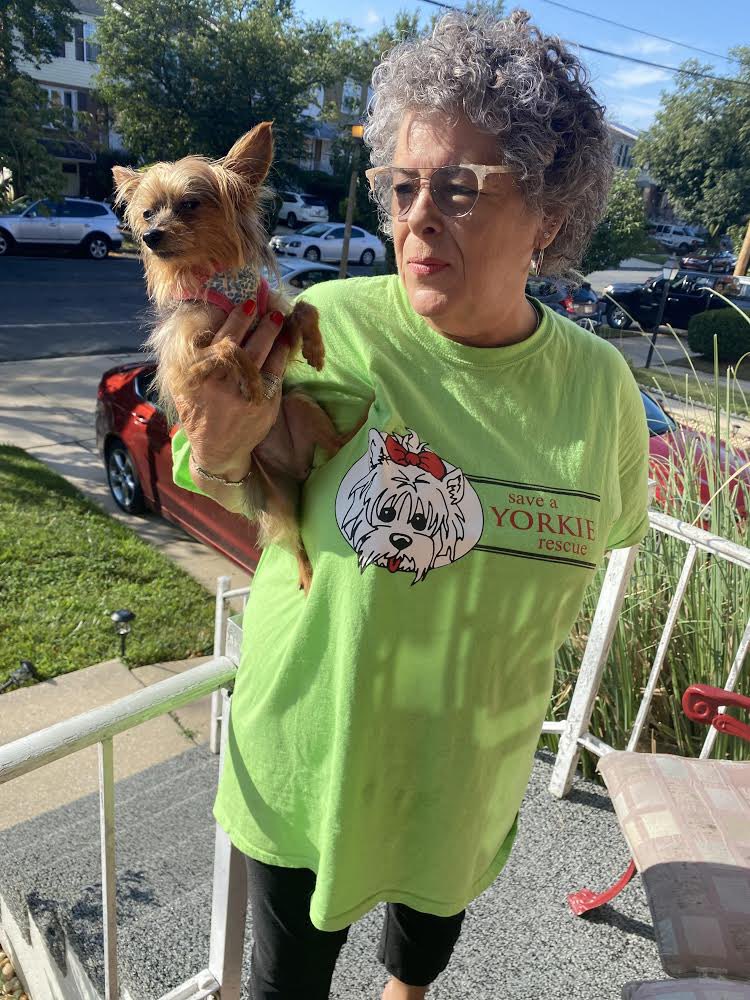Save A Yorkie Rescue tweet media