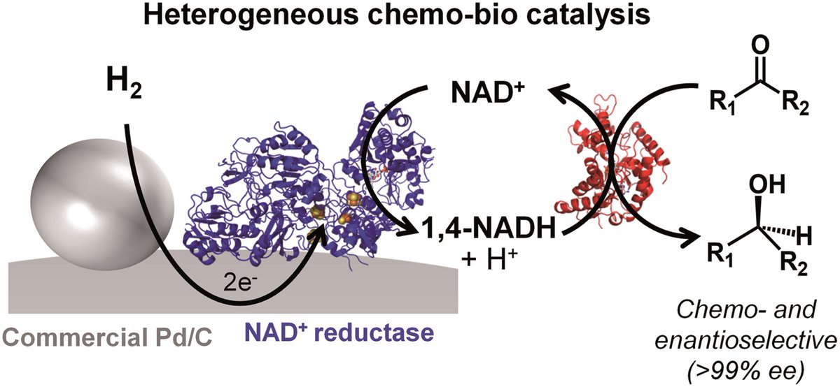 Chemo-bio catalysis using carbon supports: application in H2-driven cofactor recycling by <a href="/NicoleGrobert/">Nicole Grobert</a>, <a href="/HAReeve/">Holly Reeve</a>, <a href="/vincentgroupox/">Vincent Group Oxford</a> et al. is in our recent collection on Biohybrid Approaches for Energy Conversion 🎉

Read it here 👉 ow.ly/TSol50FN5ro