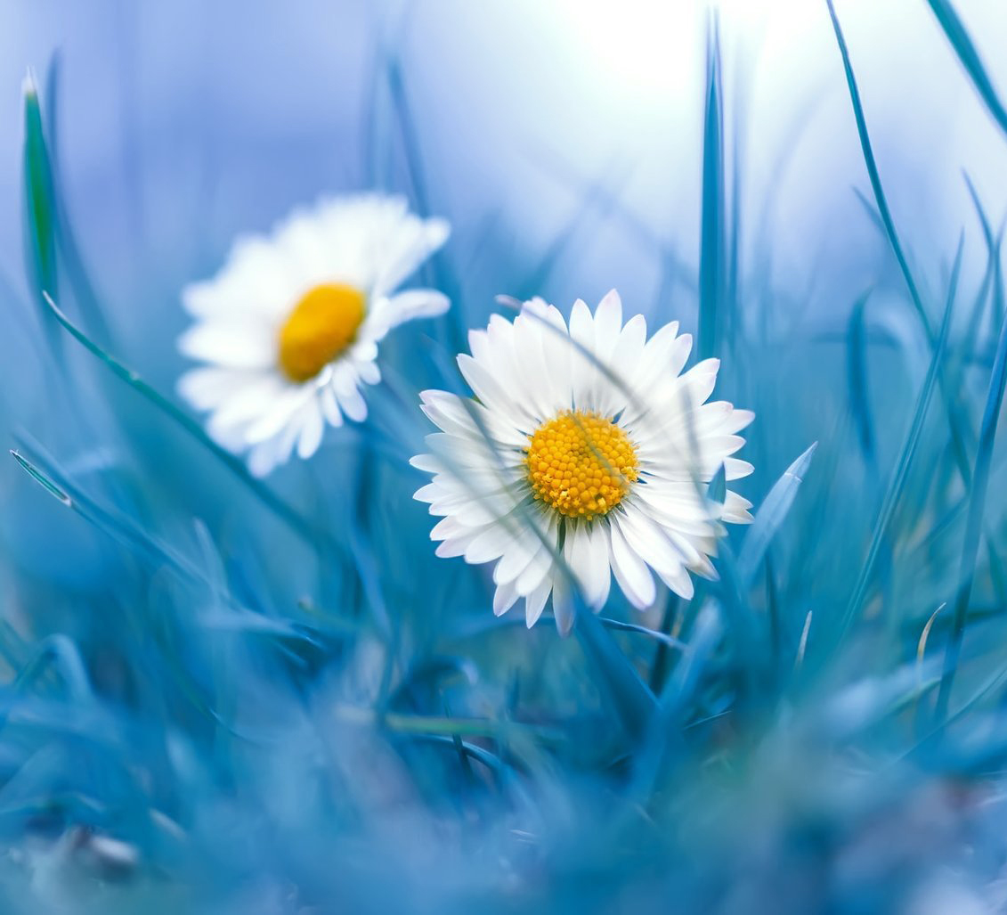 Rosita 💙 tweet media