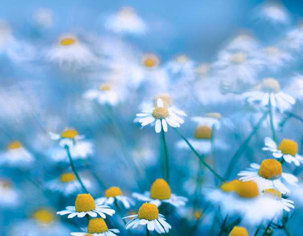 Rosita 💙 tweet media