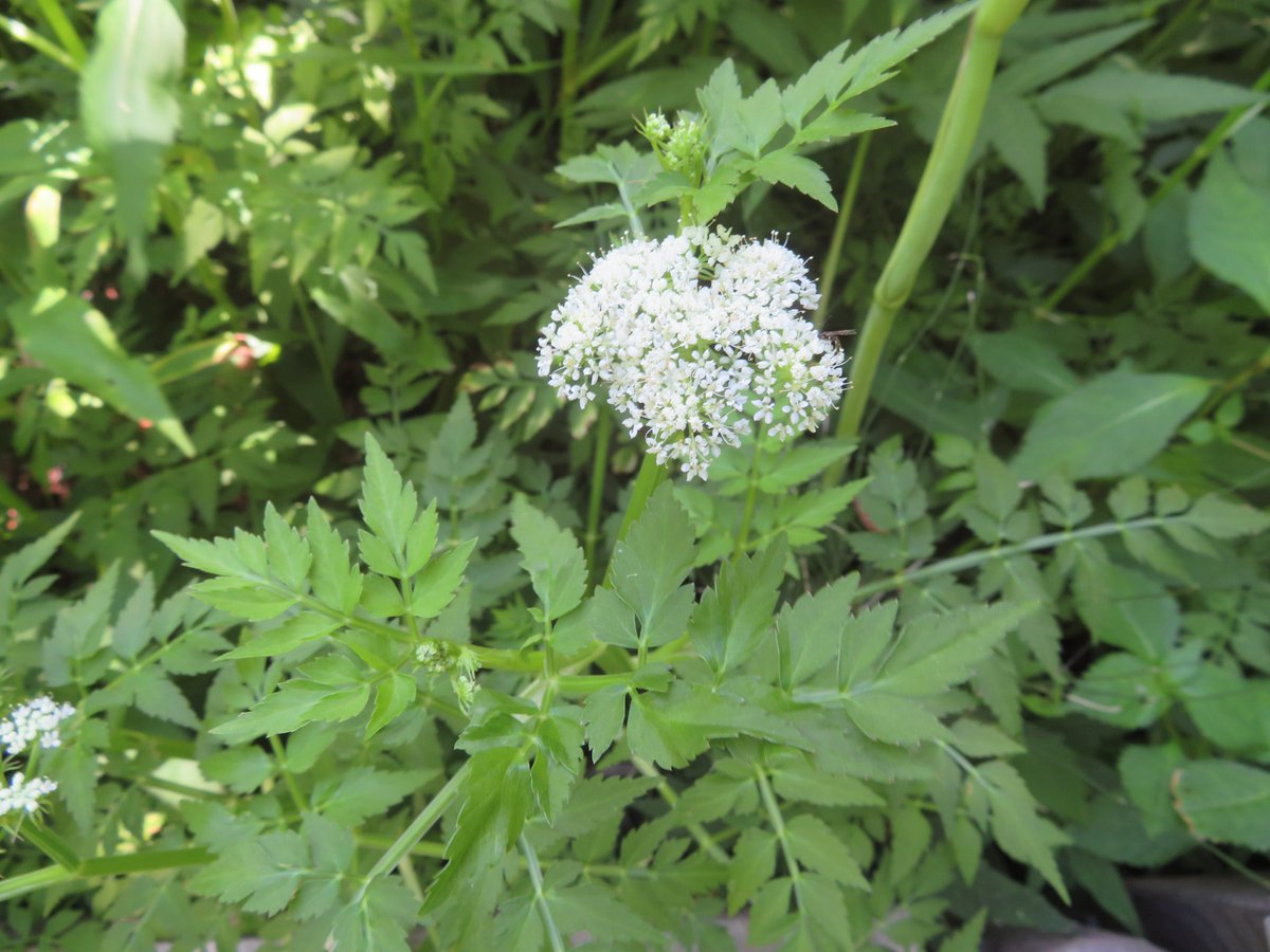 Kazutada K セリ 花言葉 貧しくても高潔 はな 花言葉 札幌 高岡公園