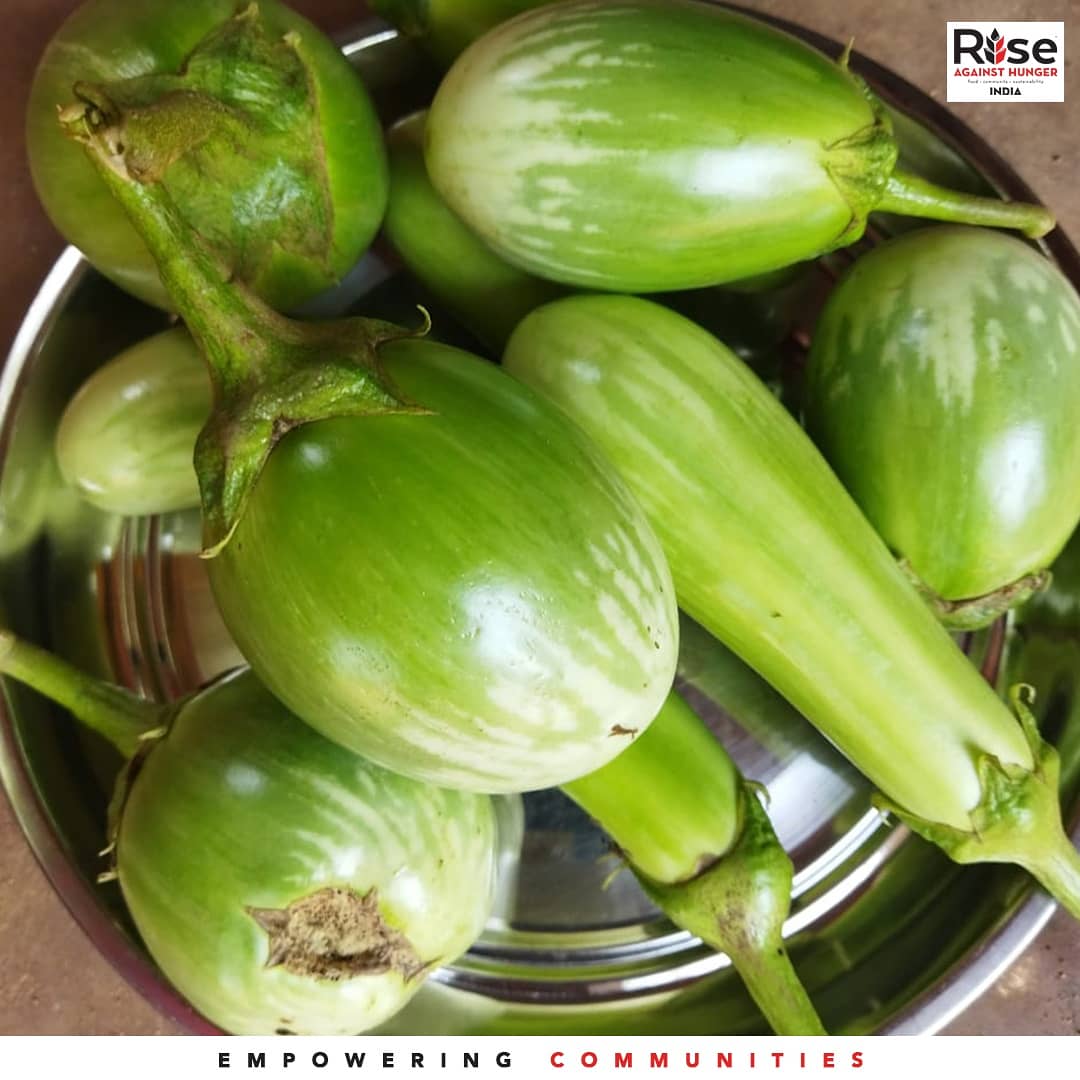 RiseIndia2030's tweet photo. In Mathili, Malkangiri district of Odisha, our #ProjectSAMBAL is focused on working with the local farmers, in achieving food security. In these pictures you can see the brinjal cultivation done by farmers in this season.
-
Organisation Partner: UNMESHA
#agriculture #India https://t.co/6ZcuYxztDP