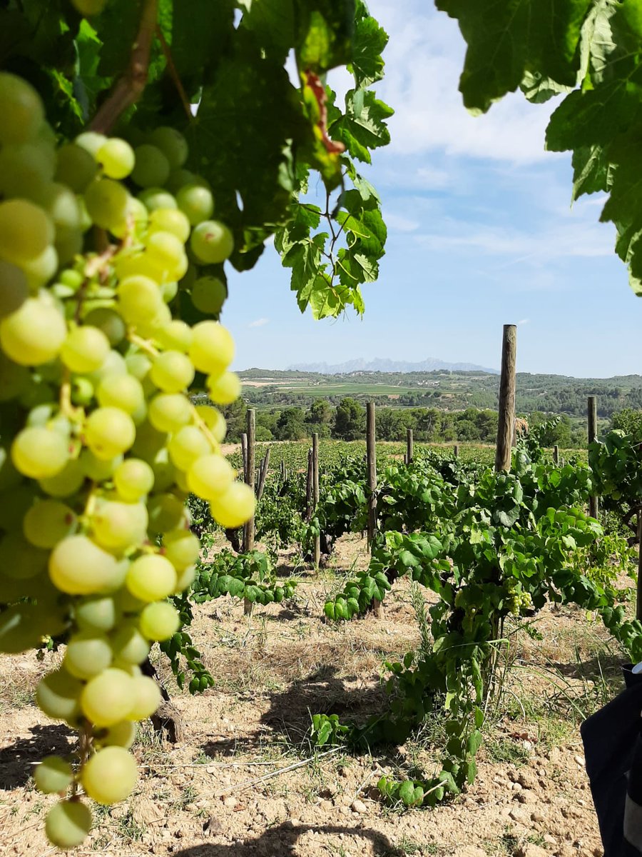 RaventosiBlanc's tweet photo. [VITICULTURA 🌱]
El resultat d'aquestes #vinyes cuidades de manera respectuosa son:#escumosos precisos🍾, fidels al seu #terrer, que cedeixen el protagonisme a l'#anyada i al #sòl on es conreen.🌱

#ClosdelSerral📍#Xarelo https://t.co/pjlgdMuUic