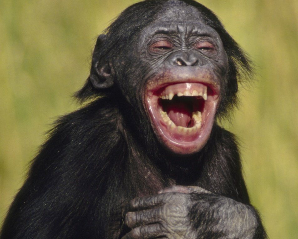 Ржот или ржет. Животные смеются. Обезьяна смеется. Обезьяна улыбается. Шимпанзе смеется.