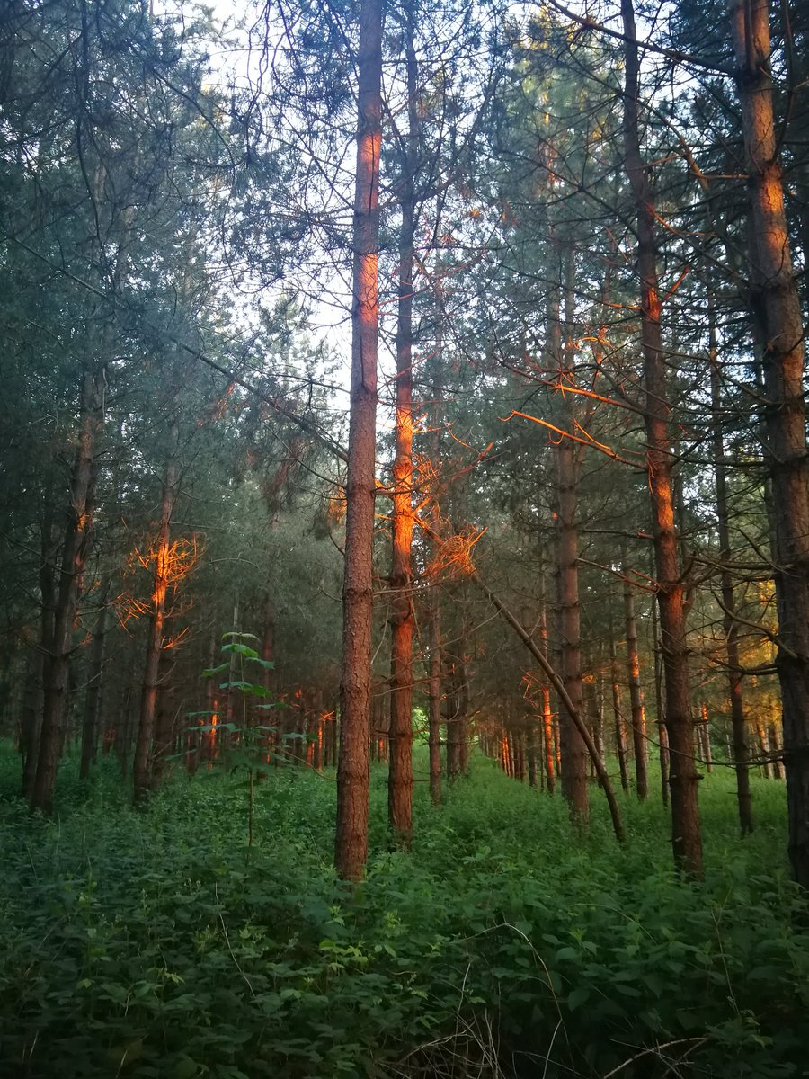 gomarksmith's tweet image. Camping in Rendlesham Forest just last month, now listening to the ace soundtrack courtesy of @darkoutside @FarewellToHexes which arrived today