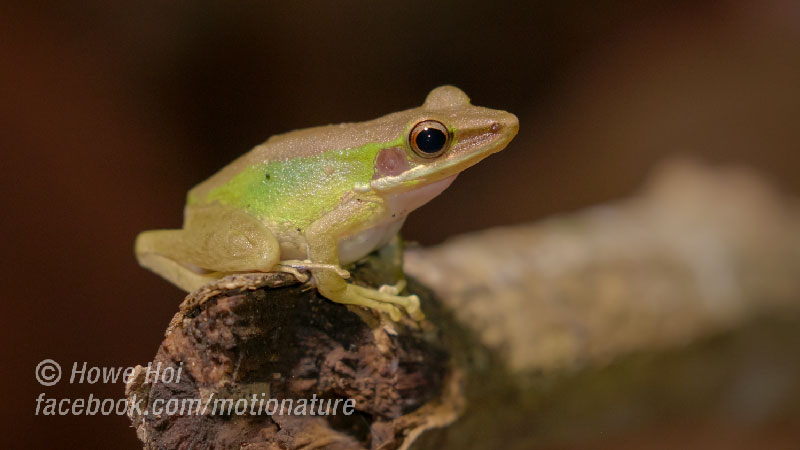 motionature's tweet photo. #SpottedStreamFrog
#frog #froglover #amphibian #animal #treefrog #nature #nature_seekers #natgeo #wildlife #borneo #CuteAnimals  #photography #shutterstock #stockphotos #stockphoto #stockimages #dreamtime #videohive #eyeem https://t.co/8PkJlwyMeM