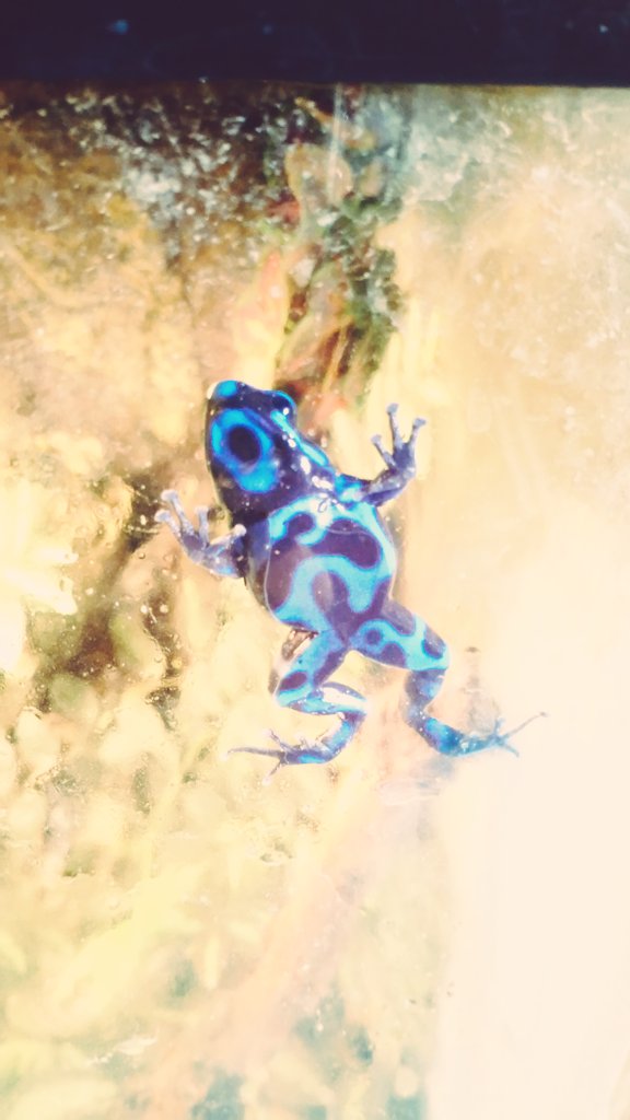 dartfrogsuk's tweet photo. Look at this chubby little wonder. #frog #dartfrogs https://t.co/8IBwKrLu7Y
