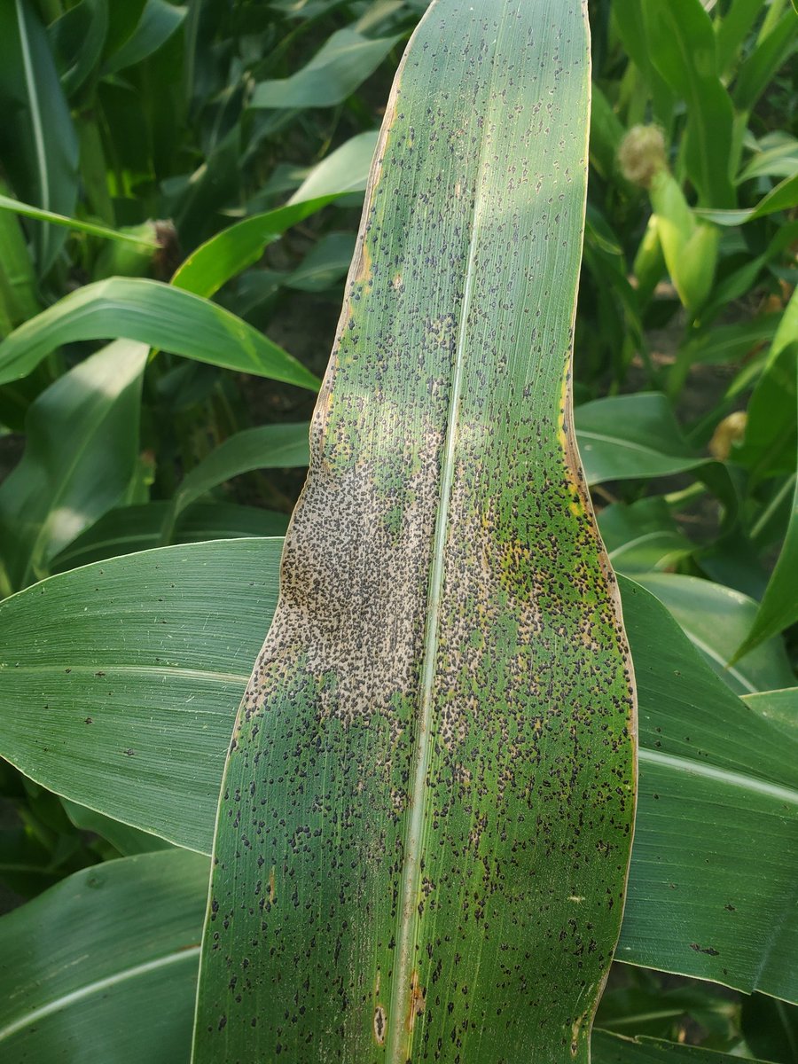 Steve Koeman © tweet media