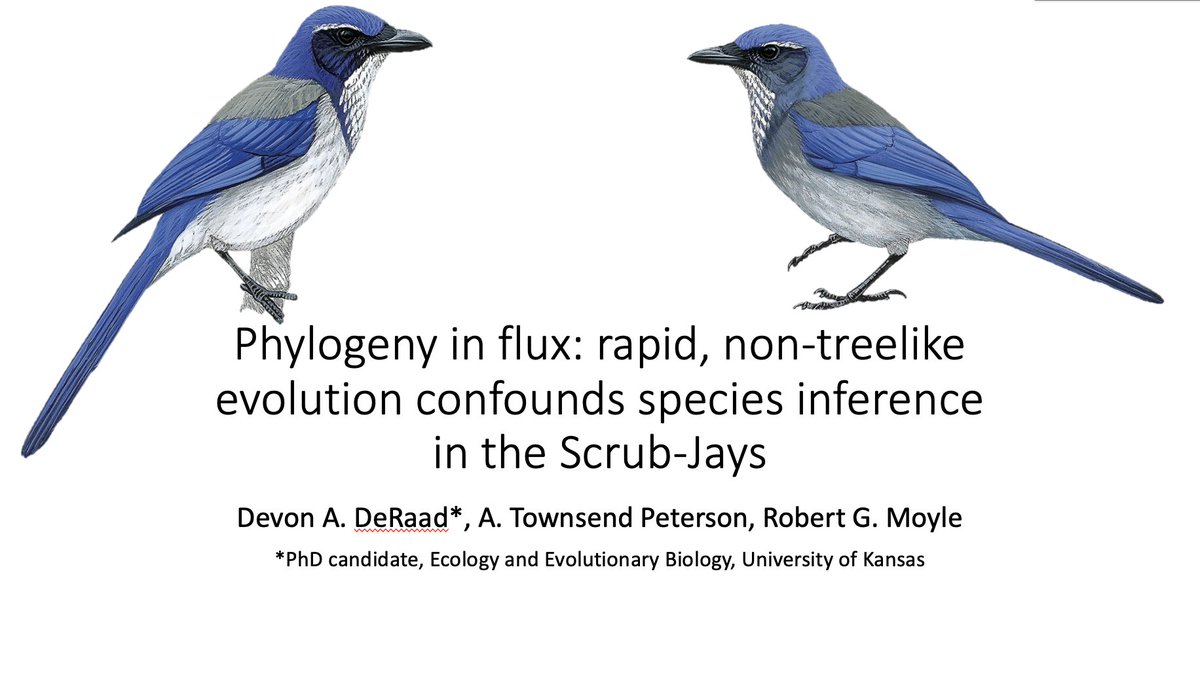 Dev_Der's tweet image. If you&apos;re interested in species delimitation and species tree reconstruction using genomic data, please check out my talk in the &apos;Evolution and genomics 1&apos; session this afternoon #AOS2021 #2021AOS_SCO @ATP_biodiv How many species of Scrub-Jays are there?!