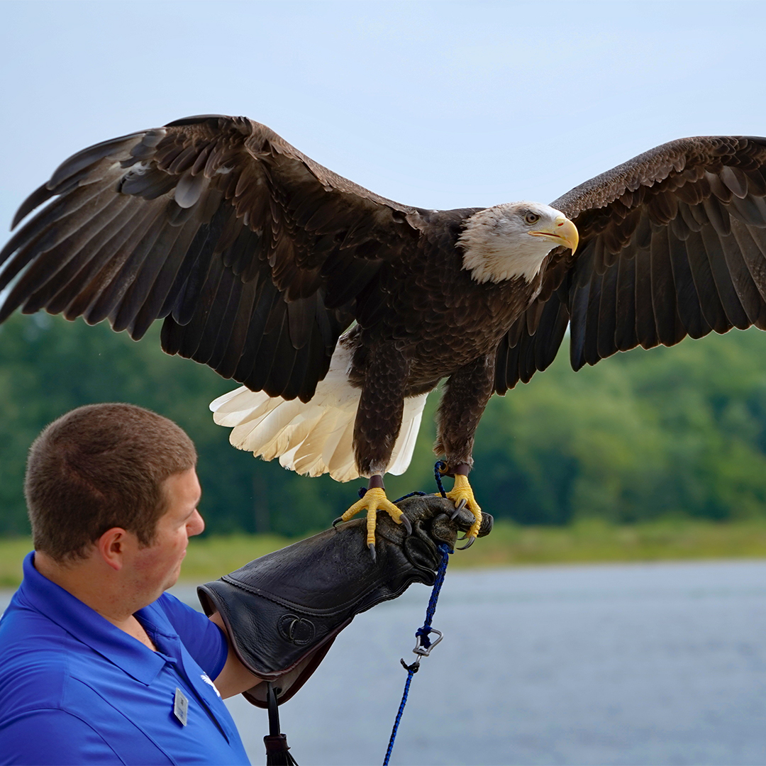 A FINE DAY OUT The monsoon weather broke and Ambassador Latsch enjoyed a fine morning outside with handler Jarod. He took in the beautiful river vista and "paddled" (flapping, but not full power) in the summer breeze. What a handsome eagle! Photo by Seth Vreeman. 🦅😍👍#OnlyinMN