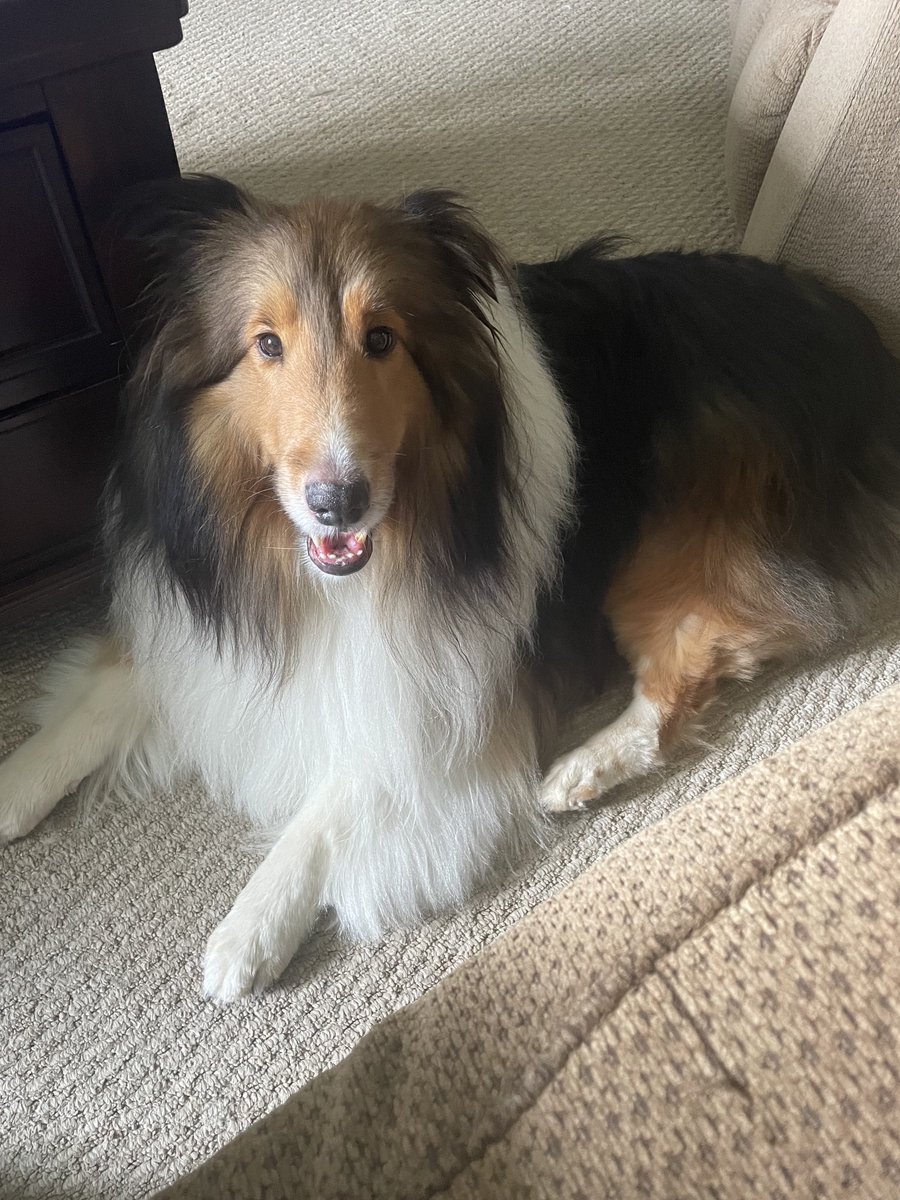 63irishrose's tweet photo. #HandsomeFinn #sheltielife https://t.co/EaDKGlhGUm
