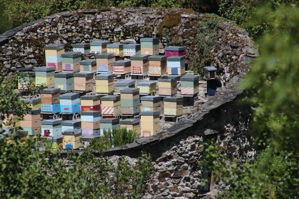 SalesFava's tweet image. Els &apos;cortins&apos; a Astúries, com aquest del conceyu de Moal, servien i serveixen per recollir els ruscs, protegir-los de furts i sobretot dels óssos. Aquestes estructures s&apos;estenen per Galícia i el nord de Portugal, on s&apos;anomenen malhadas  #apiaries #beekeeping #bees