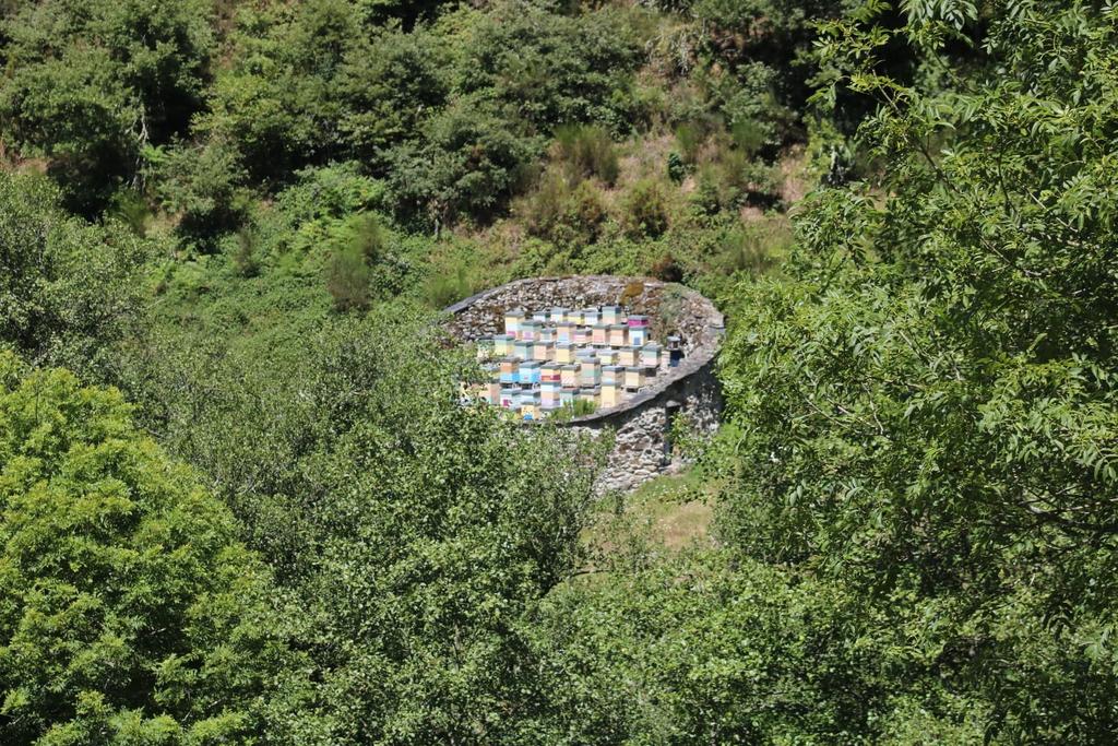 SalesFava's tweet image. Els &apos;cortins&apos; a Astúries, com aquest del conceyu de Moal, servien i serveixen per recollir els ruscs, protegir-los de furts i sobretot dels óssos. Aquestes estructures s&apos;estenen per Galícia i el nord de Portugal, on s&apos;anomenen malhadas  #apiaries #beekeeping #bees