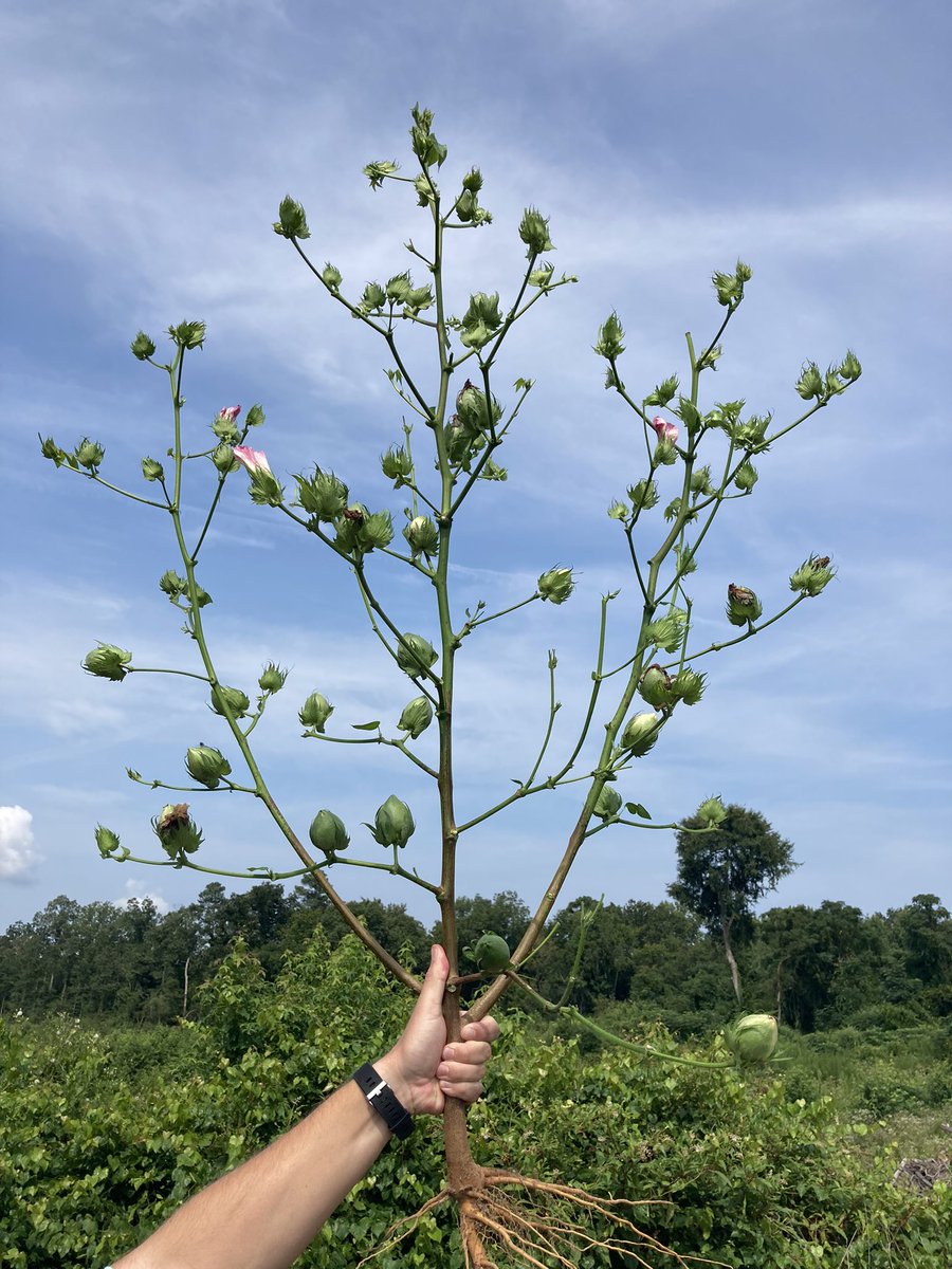 Stoneville 4990 is really starting to shine! <a href="/BASFAgProducts/">BASF AgSolutions US</a>