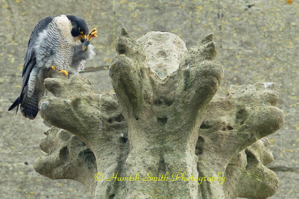 BathPeregrines's tweet photo. Bath Peregrines' tiercel AA has been recovered dead from a building roof in Bath. Ringed with Blue Ring AA [the first of the project] by @eddrewitt on @stjohnsrcbathuk in 2007, T-AA assisted with chick rearing in 2008 and stayed on as the breeding male until 2020. @Hawkandowluk https://t.co/rmzdObUzSh